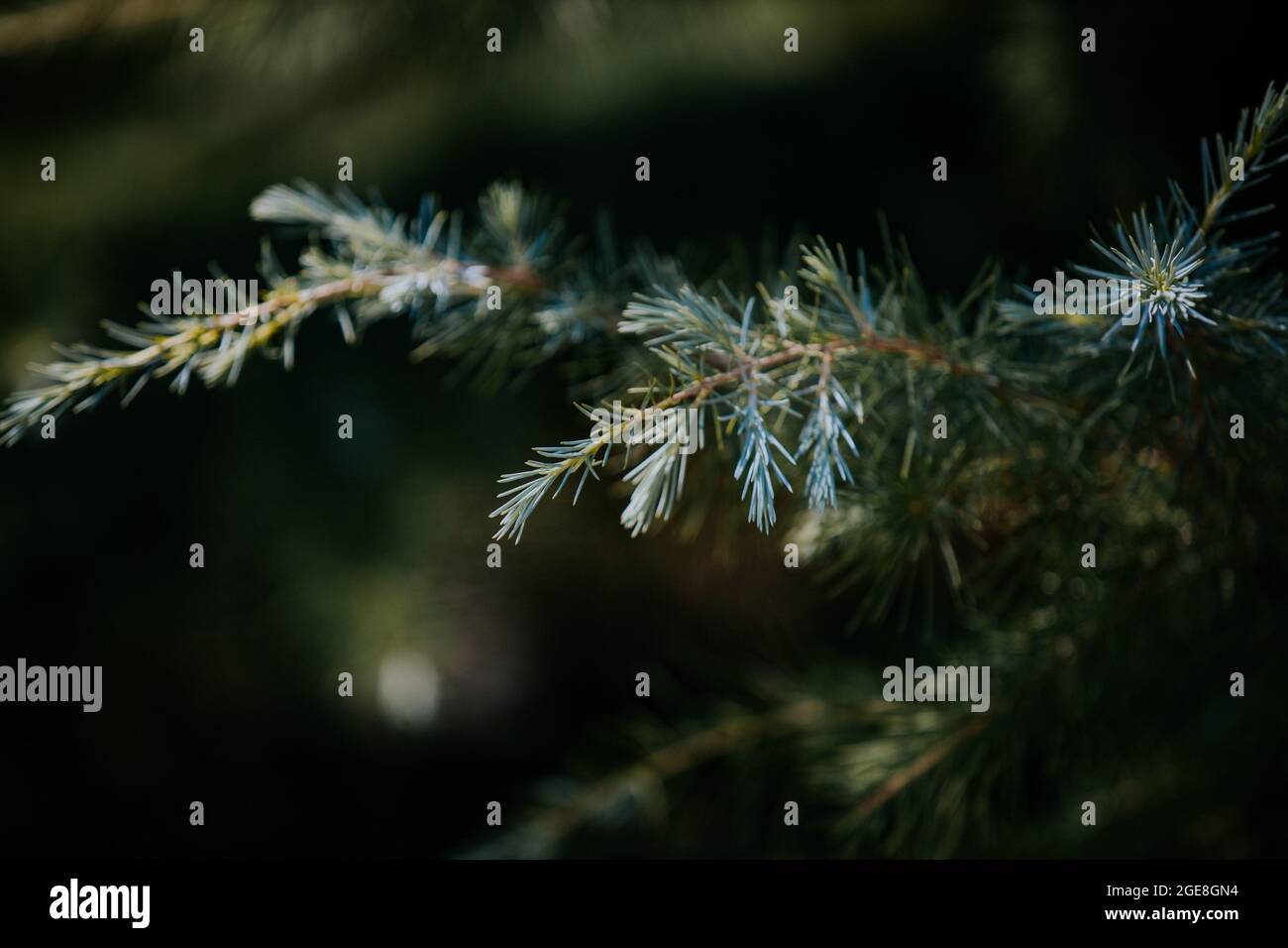 Closeup shot of pine tree branches Stock Photo - Alamy