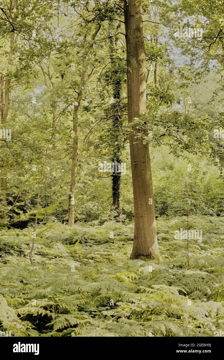 Beautiful shot thick forest hi-res stock photography and images - Alamy