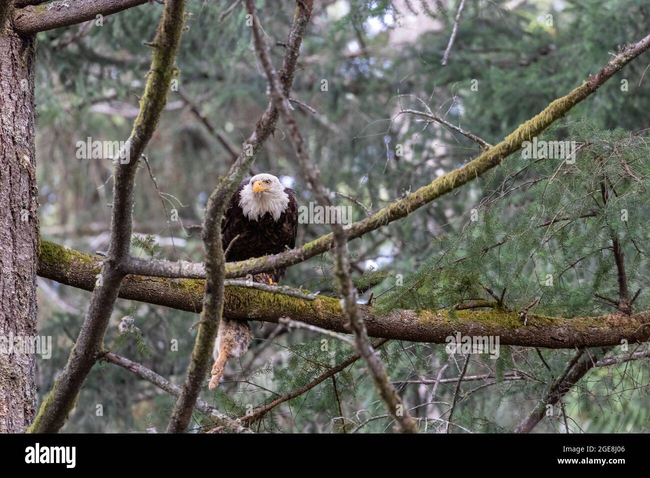 Bald Eagle Catching Rabbit bald eagle perched up on a tree branch with a freshly caught rabbit ...