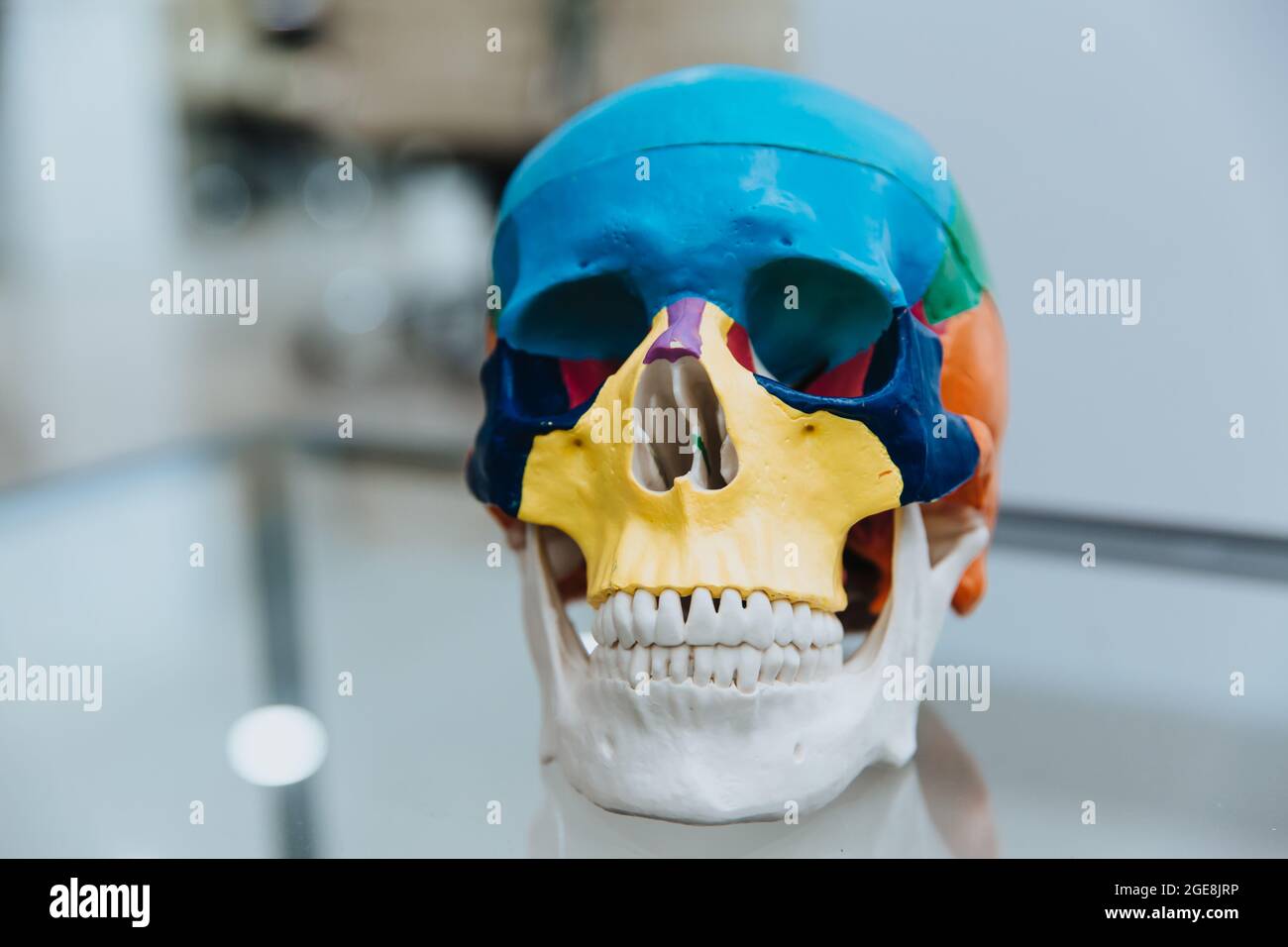 A human skull mannequin stands on a table. The model of the skull for maxillofacial surgery and dentistry. Copy space. Close up. Stock Photo