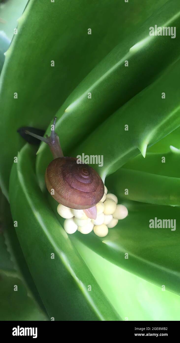 bogenhanf trifasciata Sansevieria trifasciata 