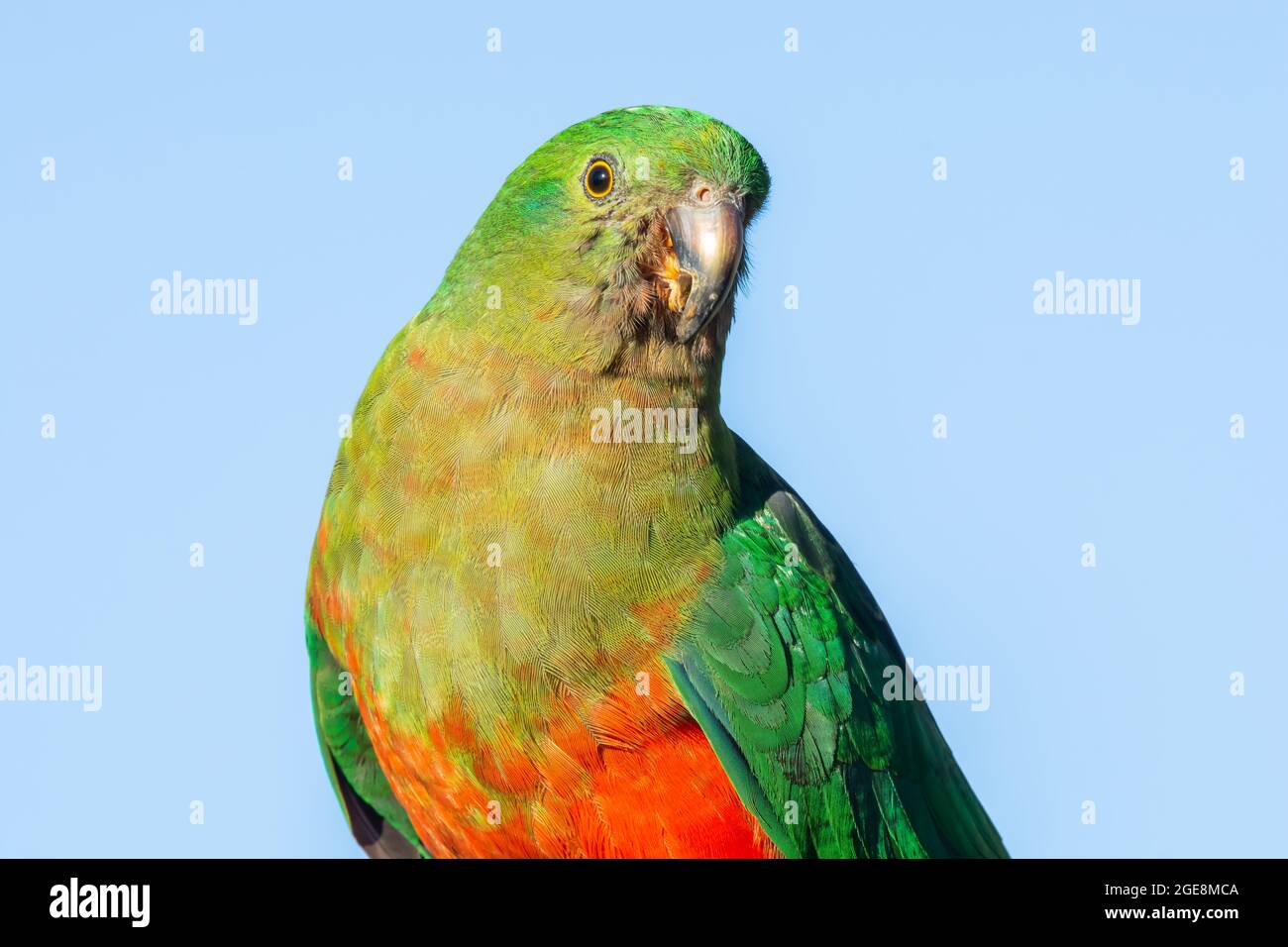 Close up of a Female Australian King Parrot, Alisterus scapularis. Stock Photo