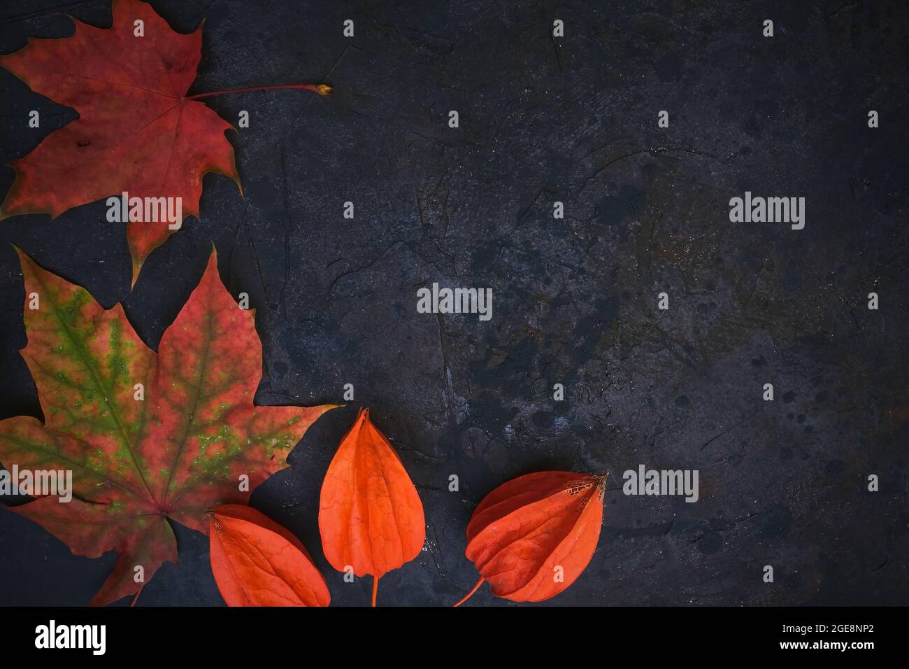 Black background with autumn red orange leaves. Coloured tree autumn leaves on dark textured background. Colorful seasonal texture with fall mood.  Stock Photo