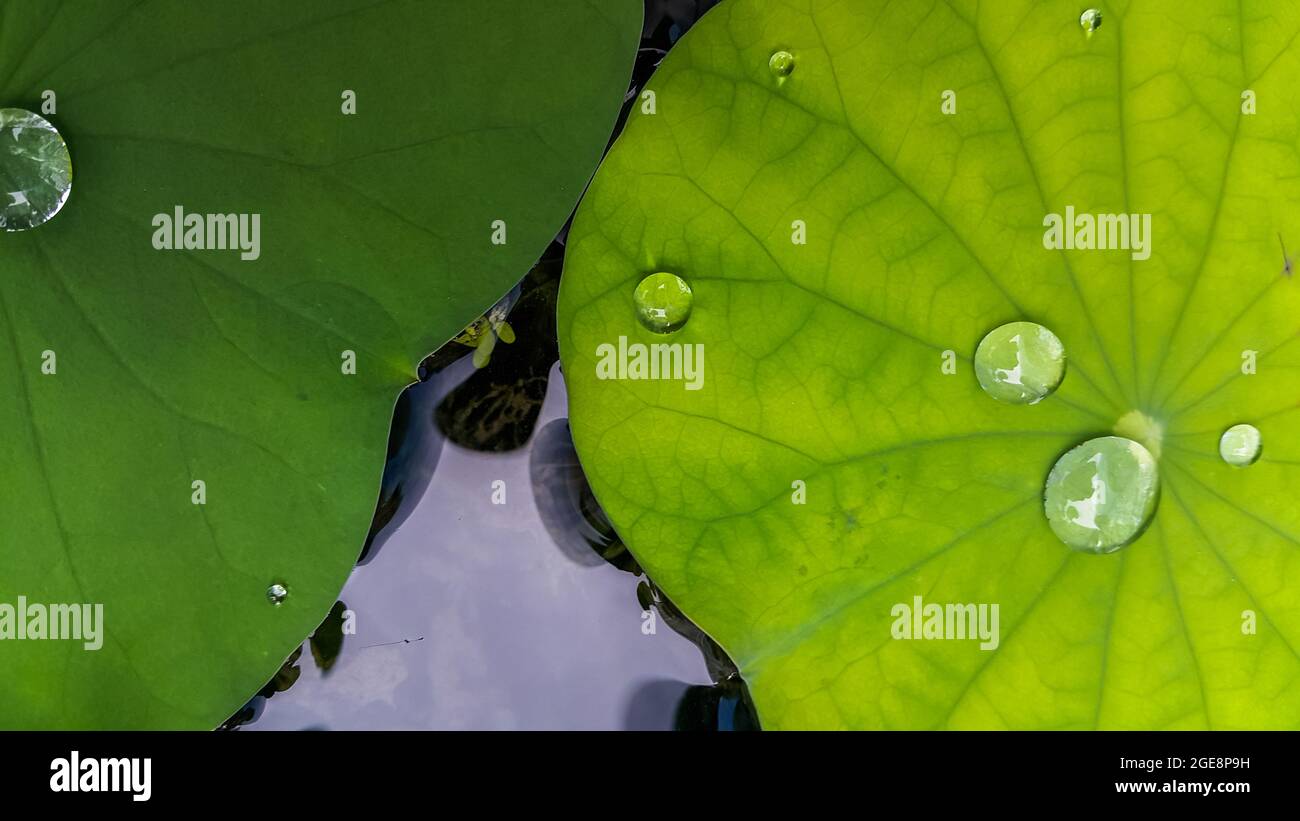 Water droplets on lotus leaves hi-res stock photography and images - Alamy