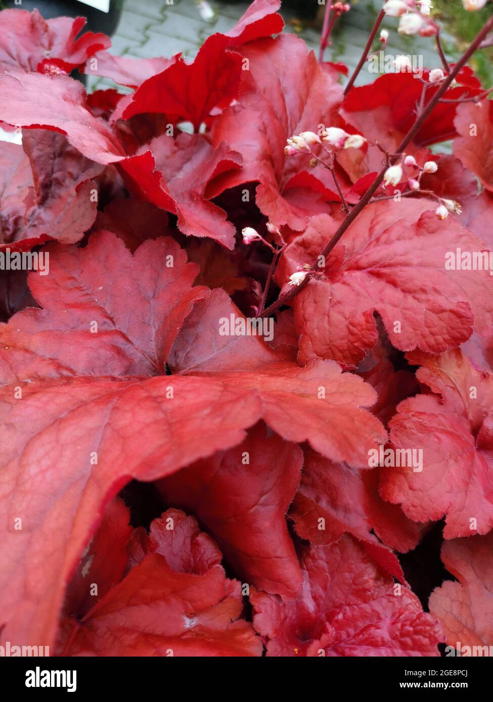 Vertical shot of red coral bells in a garden in the daylight Stock ...