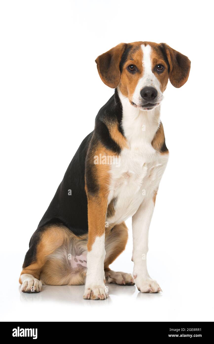 Cross breed dog isolated on white Stock Photo Alamy