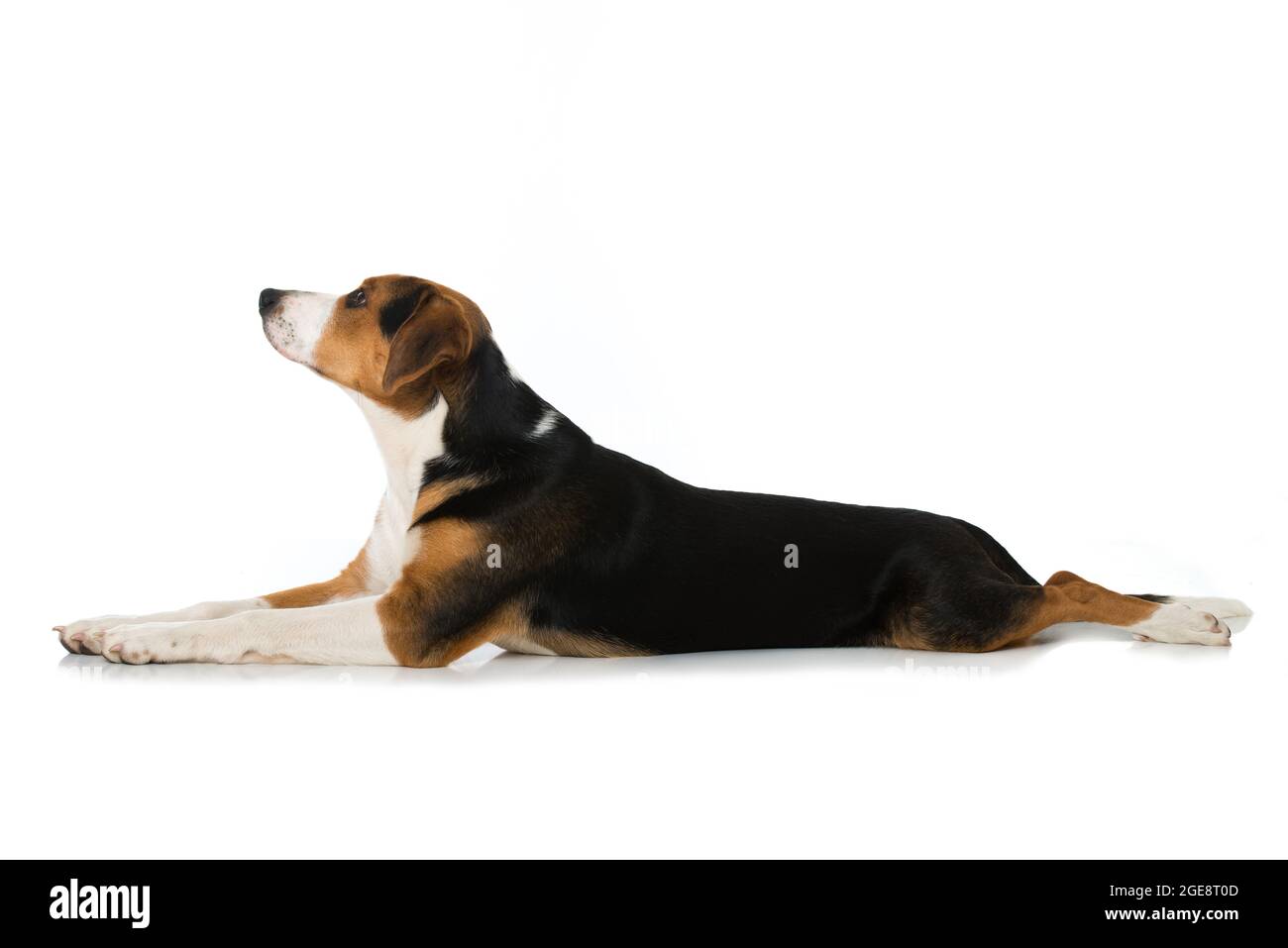Cute mixed breed dog isolated on white Stock Photo - Alamy