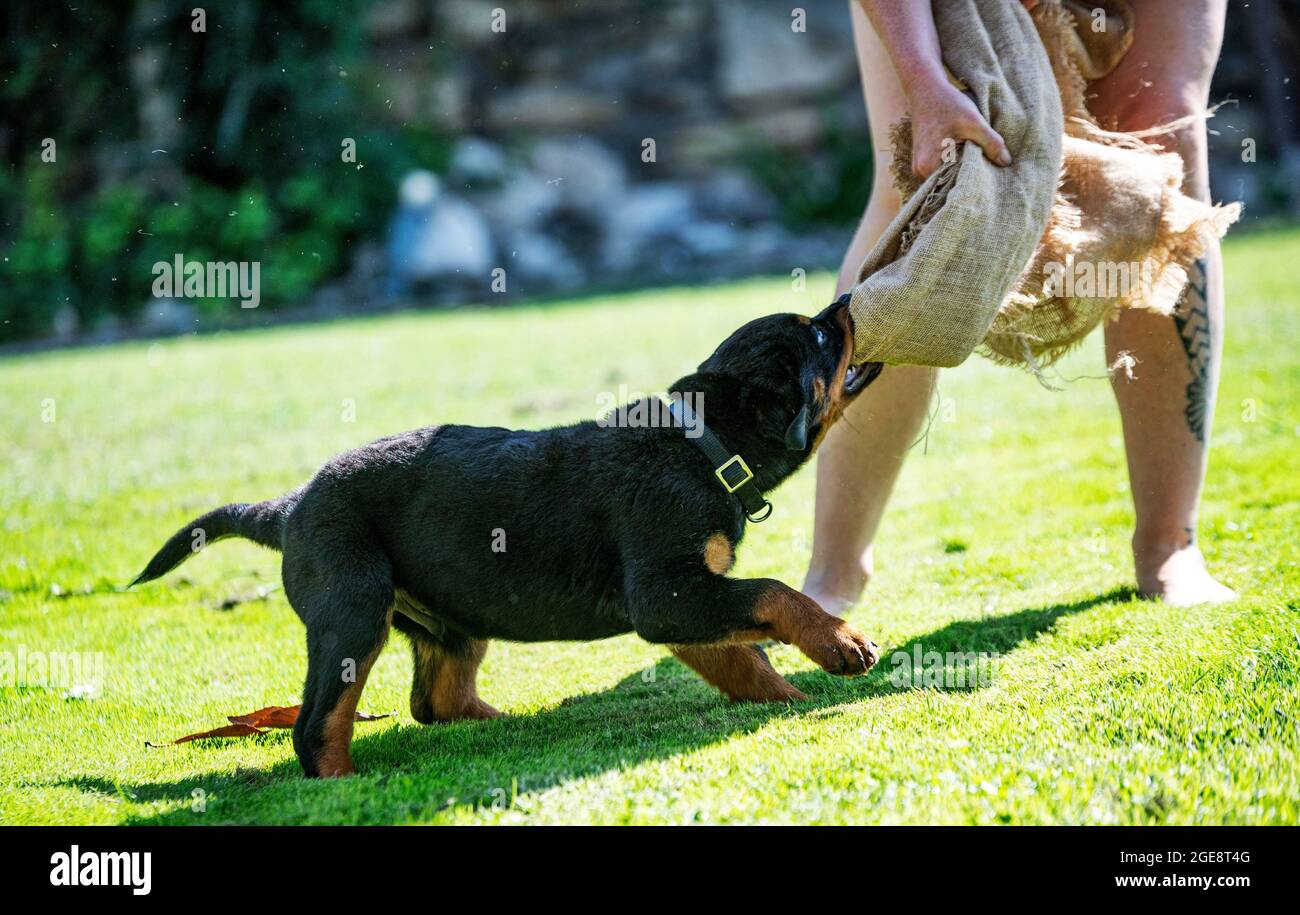 puppy rottweiler training for protection outdoor Stock Photo - Alamy