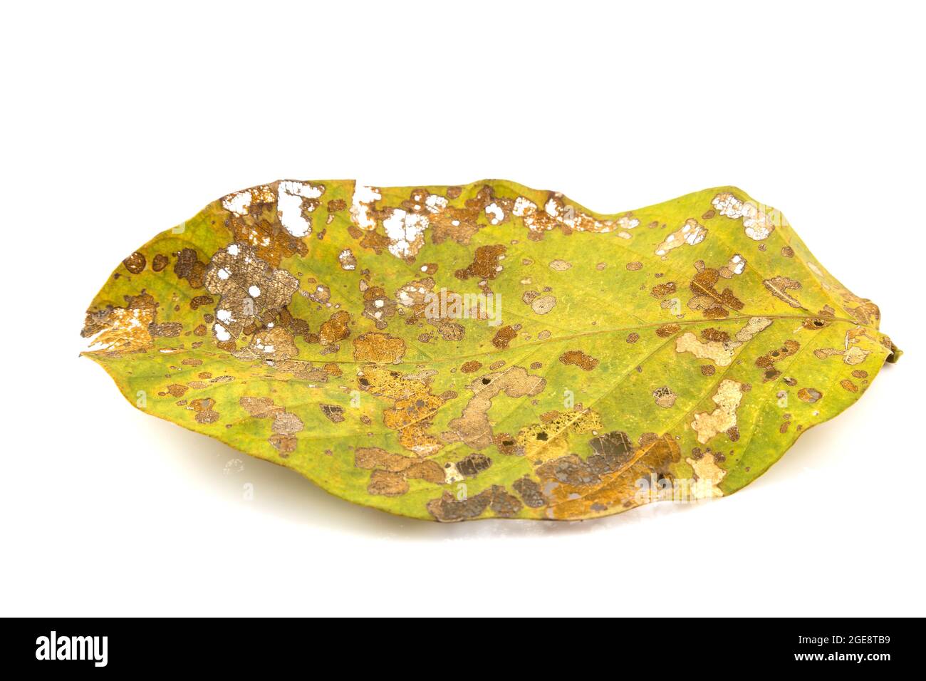 Damage Leaf with holes, eaten by pests isolated on white background Stock Photo