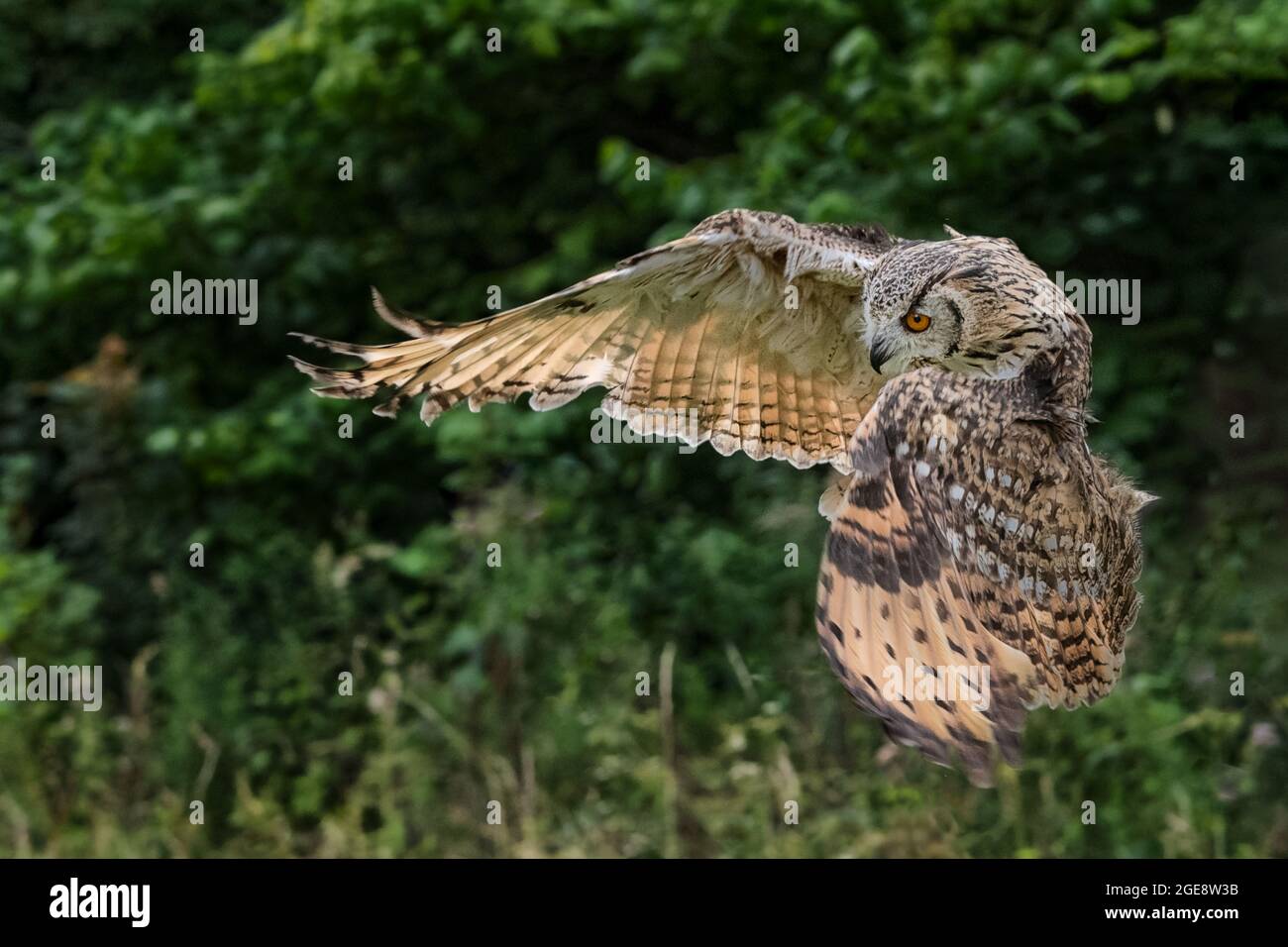 Short-eared Owl (Asio flammeus) Flying Stock Photo