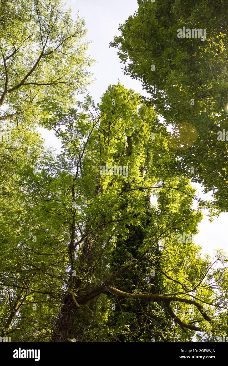 Tall tropical trees hi-res stock photography and images - Alamy