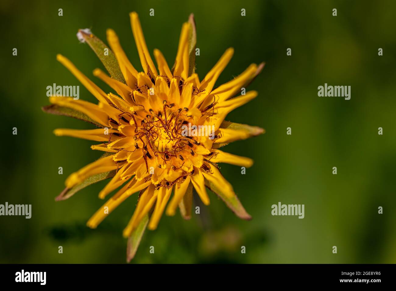 Tragopogon pratensis flower in field Stock Photo