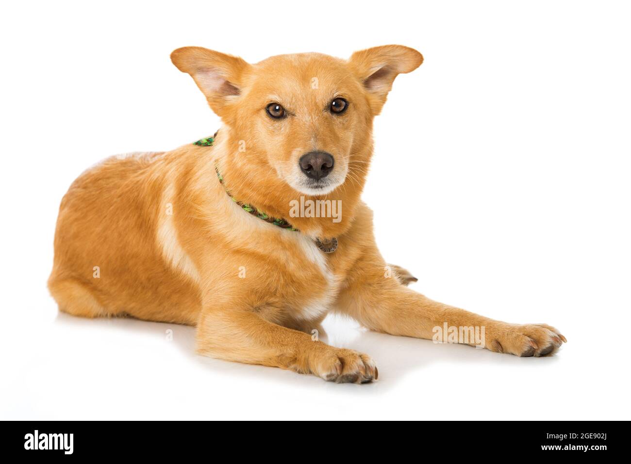 Cute cross breed dog isolated on white Stock Photo - Alamy