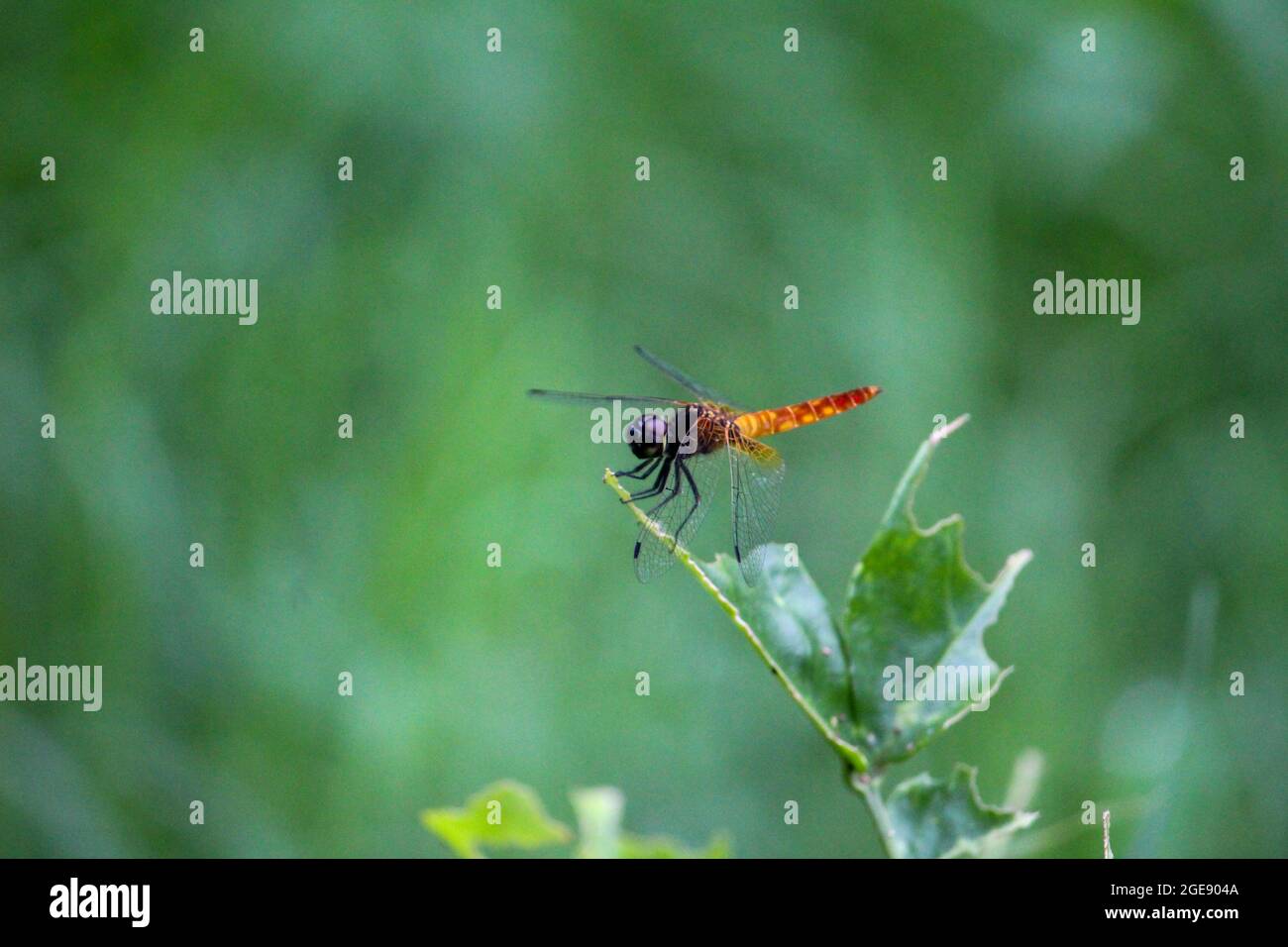 Selective focus of a red dragonfly on a green plant leaf on the blurred garden background Stock Photo