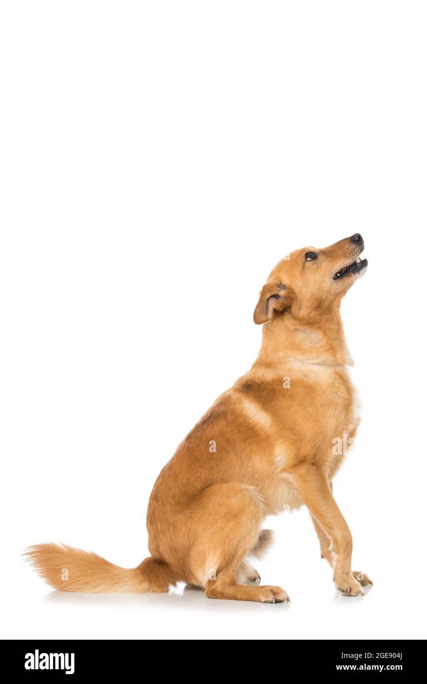 Cute cross breed dog isolated on white Stock Photo - Alamy