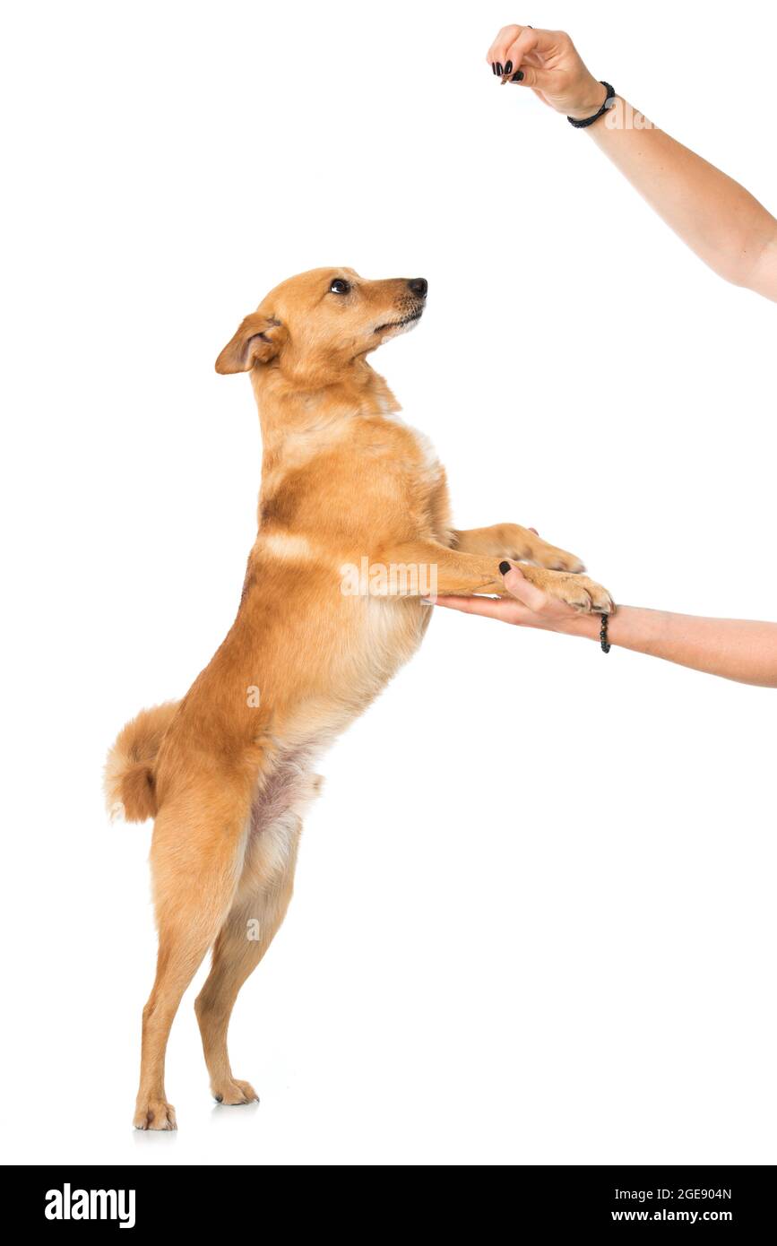 Cute cross breed dog isolated on white Stock Photo - Alamy