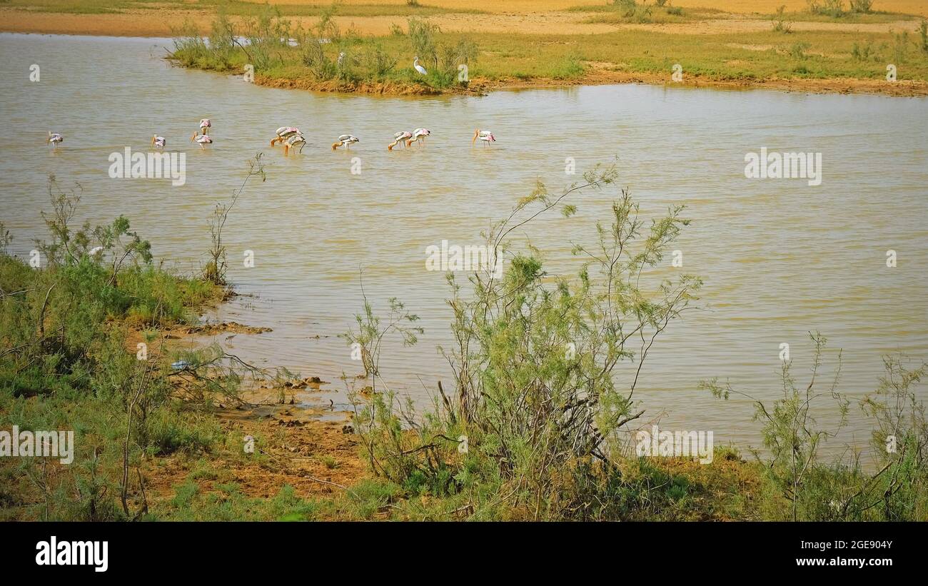A flock of Painted Storks ( Mycteria leucocephala ) on a lake in the Kutch area of Gujarat, India Stock Photo
