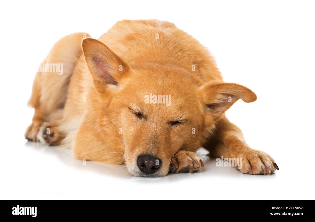 Cute cross breed dog isolated on white Stock Photo - Alamy