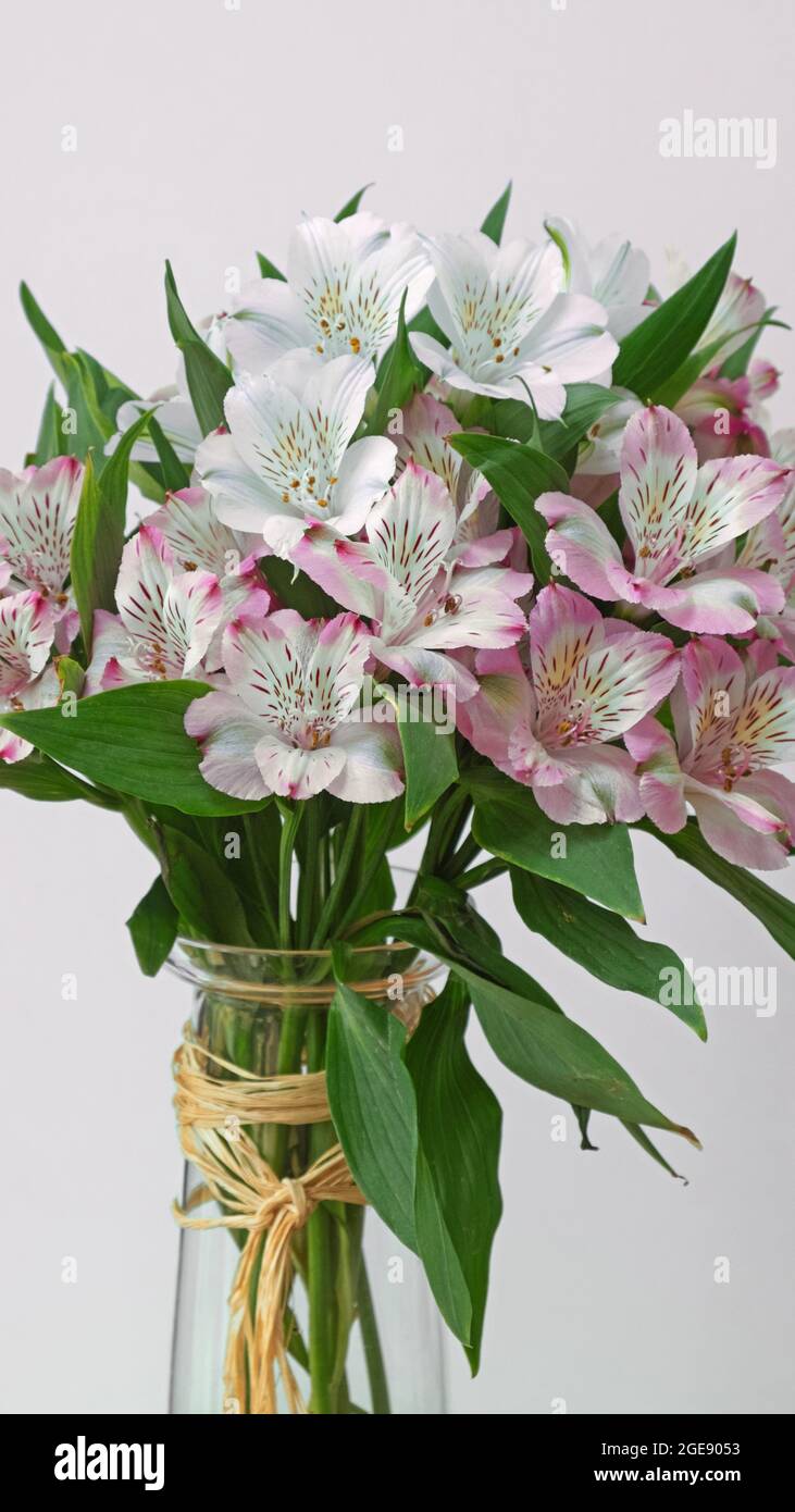 A display of pink and white Alstroemeria aurea flowers ( also known as the Peruvian Lily ) native to the Americas Stock Photo