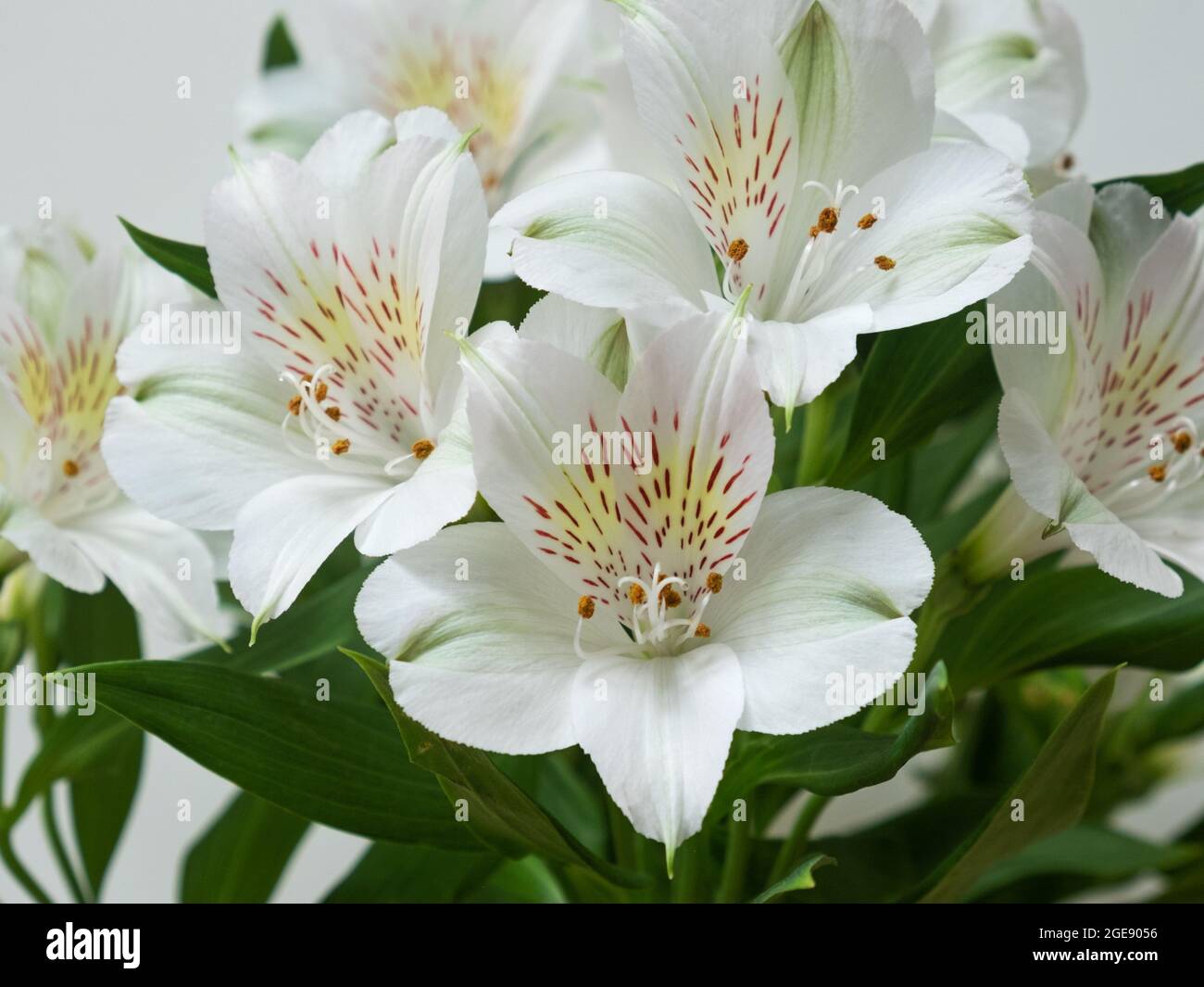 A display of white Alstroemeria aurea flowers ( also known as the Peruvian Lily ) native to the Americas Stock Photo