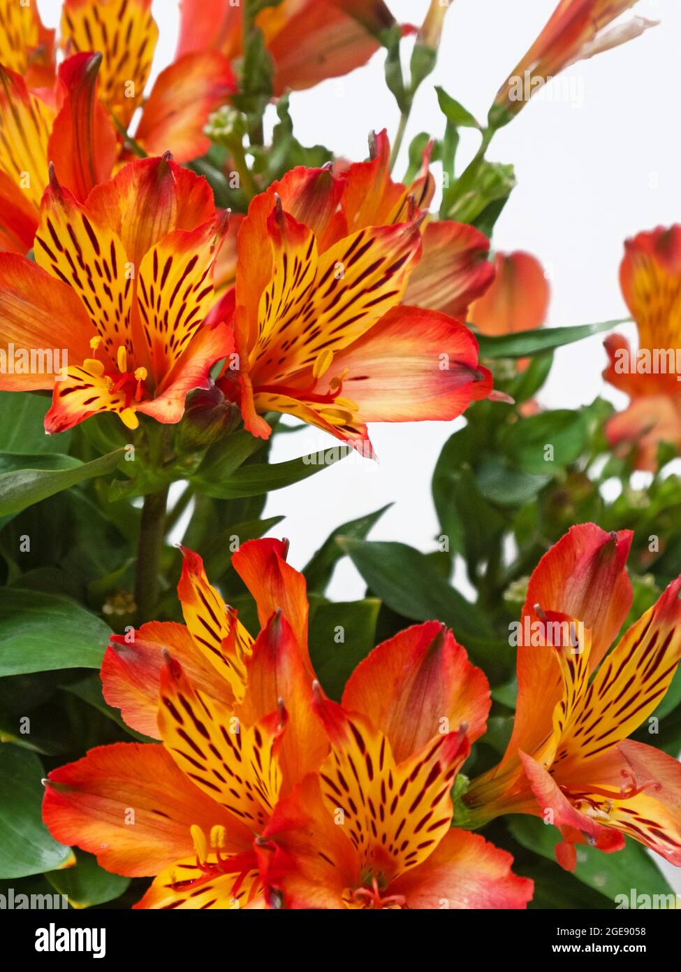 Colourful display of red and amber Alstroemeria aurea flowers ( also known as the Peruvian Lily ) native to the Americas Stock Photo