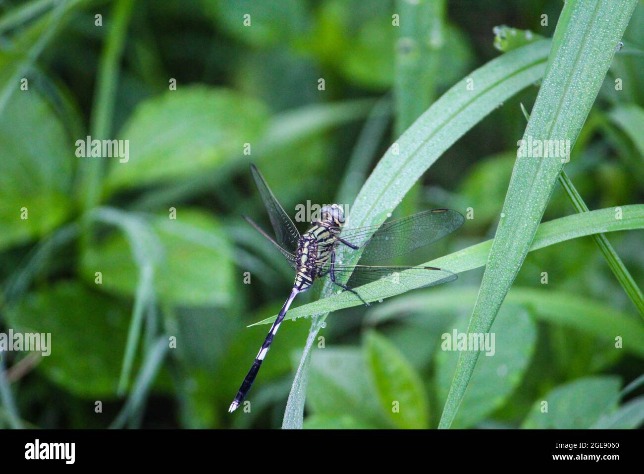 Selective focus of a black dragonfly on a green plant on the blurred ...