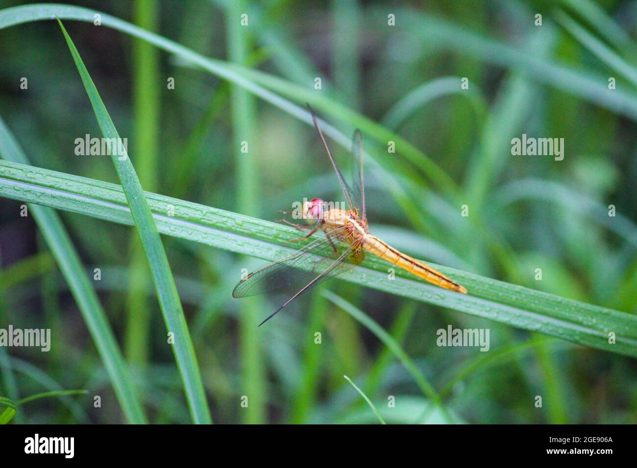 Selective focus of a red dragonfly on a green plant on the blurred ...