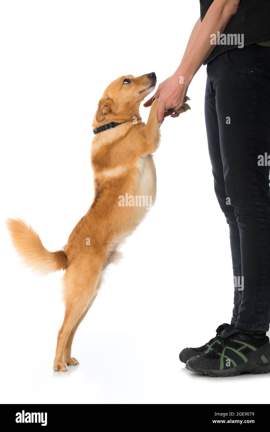 Cute cross breed dog isolated on white Stock Photo - Alamy
