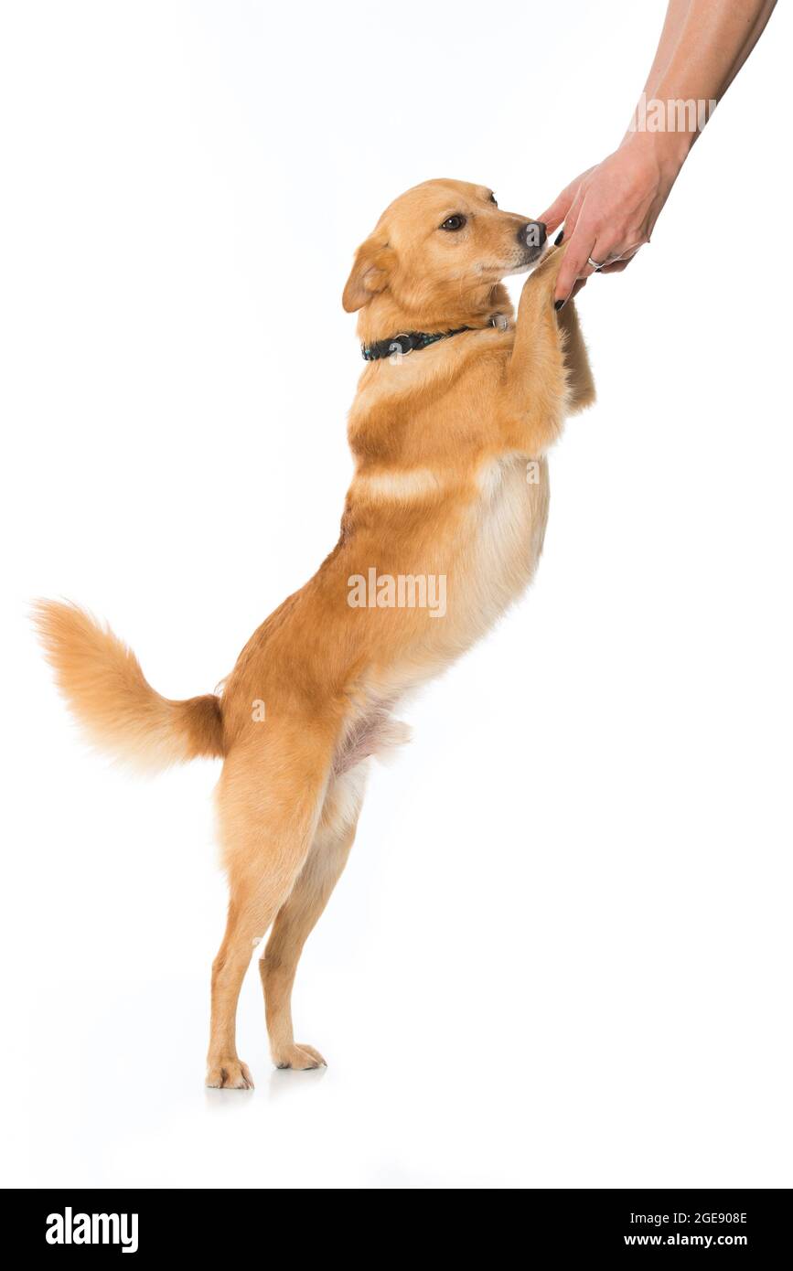 Cute cross breed dog isolated on white Stock Photo - Alamy