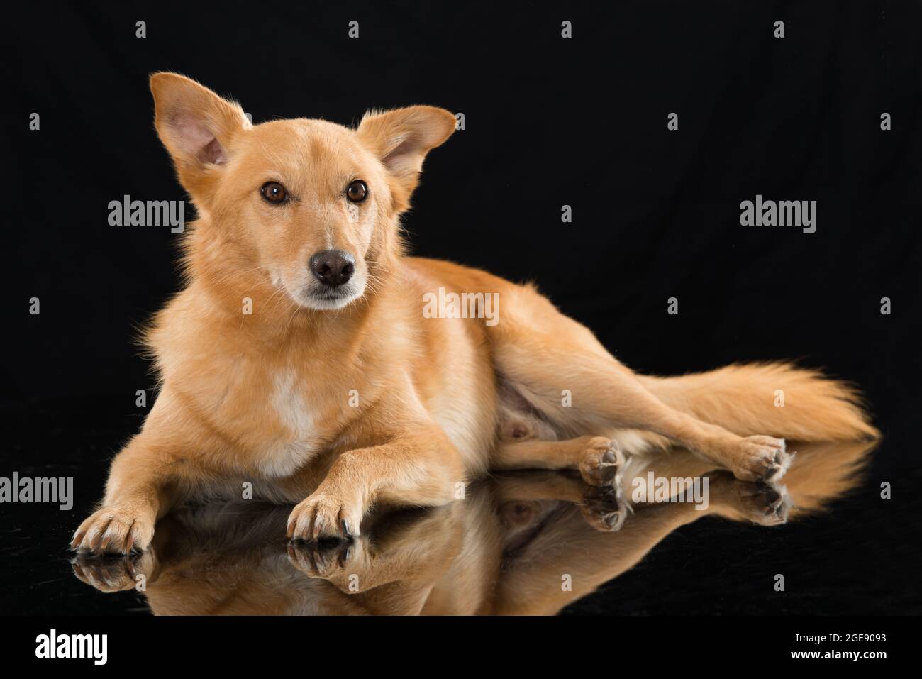 Cute mixed breed dog on black background Stock Photo - Alamy