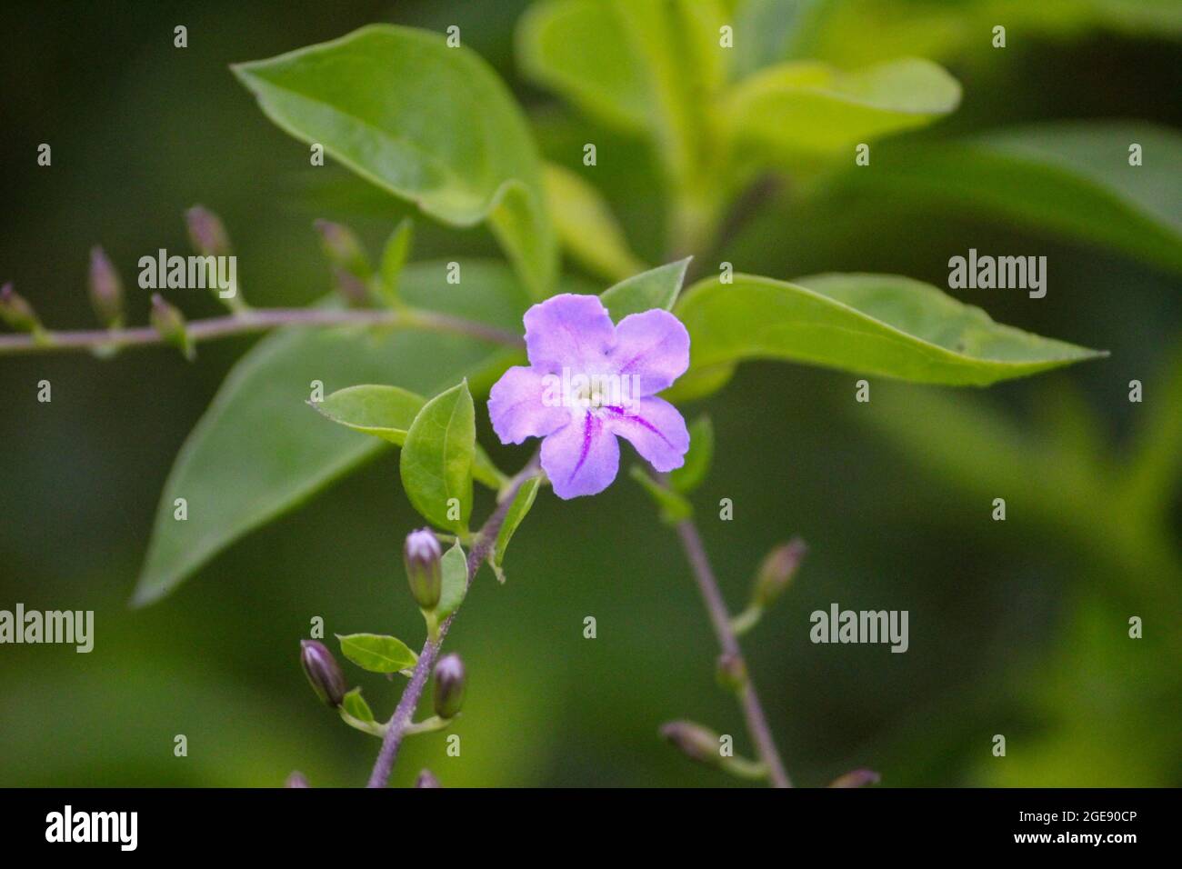 Selective focus of a purple Ruella squarrose flower in the garden Stock Photo