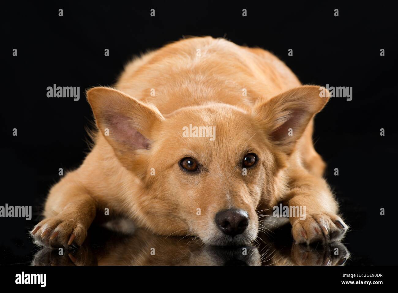Cute mixed breed dog on black background Stock Photo - Alamy