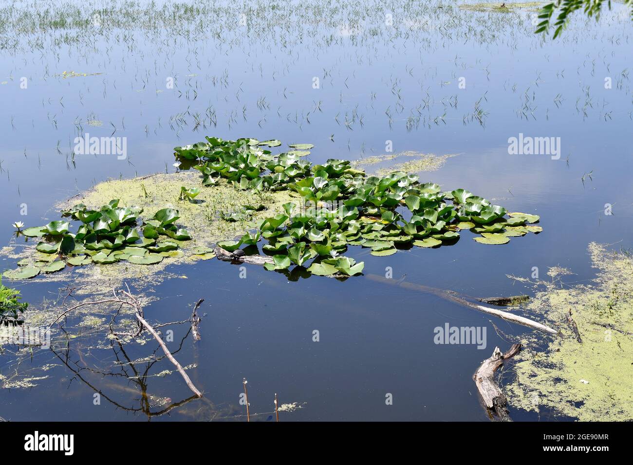 Greece, water lilies and turtle on Lake Kerkini in Central Macedonia Stock Photo