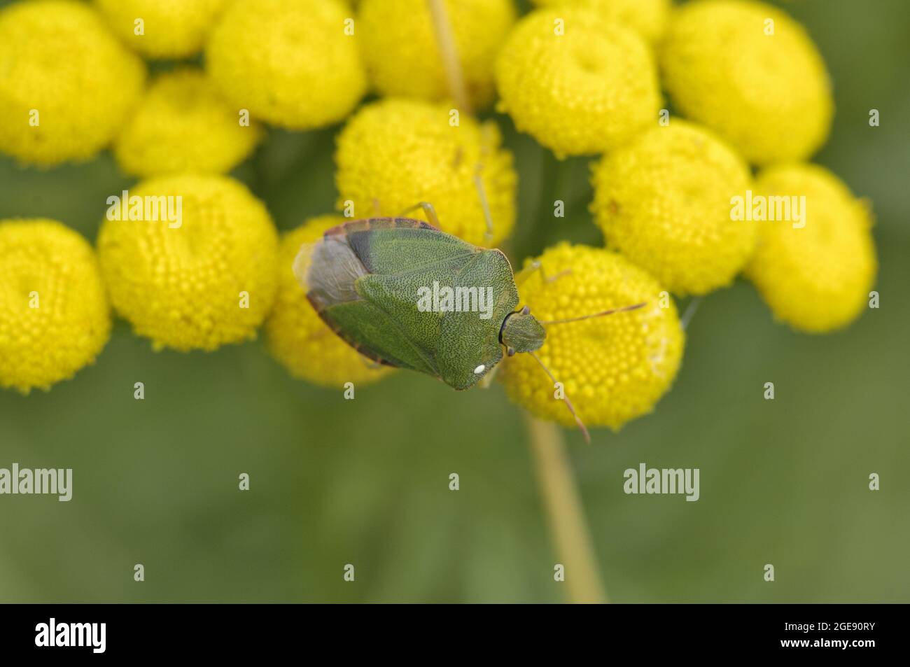 Green shield bug - Green pentatomid bug (Palomena prasina) feeding on flower of Tansy (Tanacetum vulgare) in summer - Belgium Stock Photo
