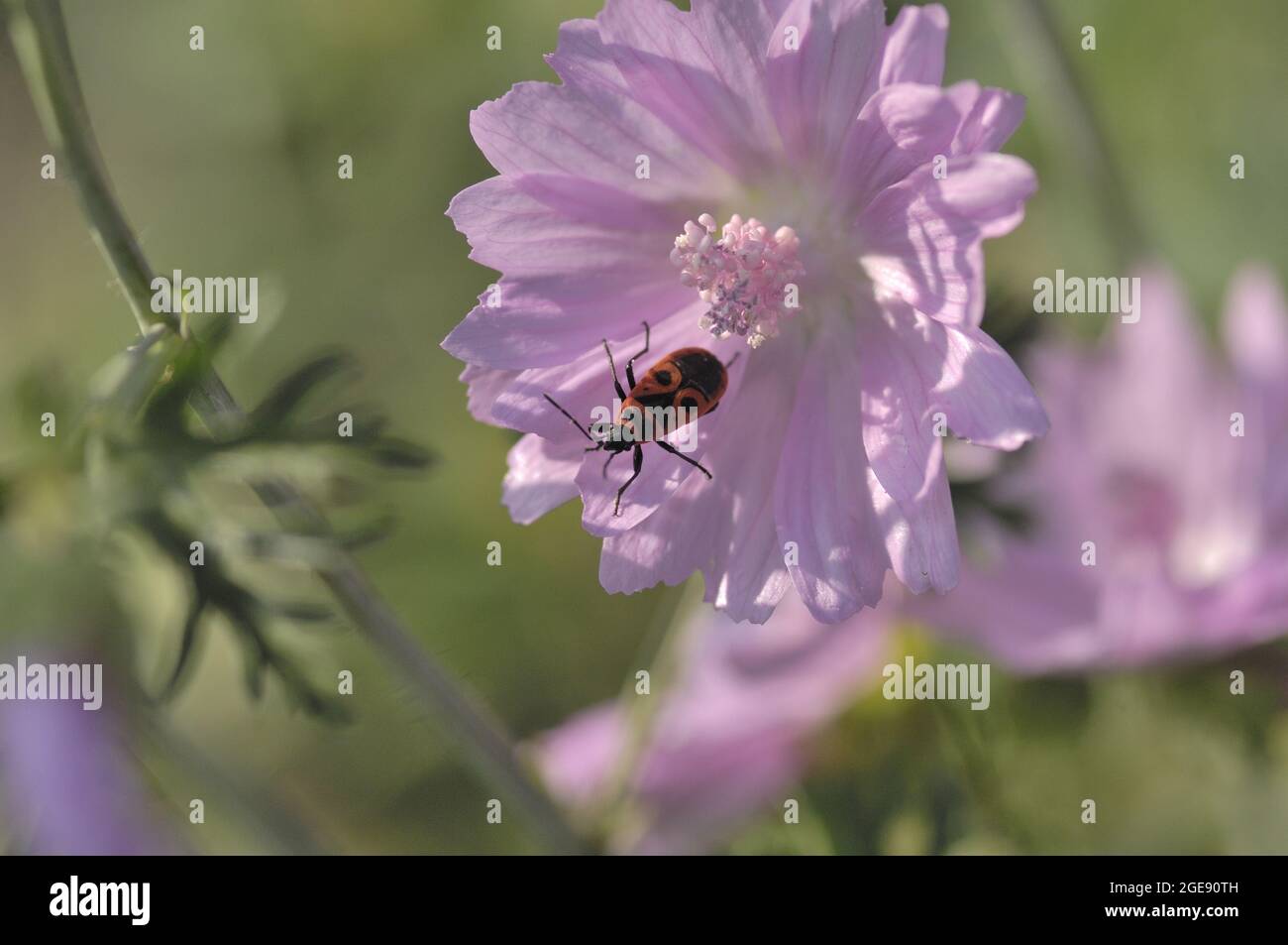 Firebug (Pyrrhocoris apterus) feeding on a flower of Musk-mallow in summer Provence - France Stock Photo