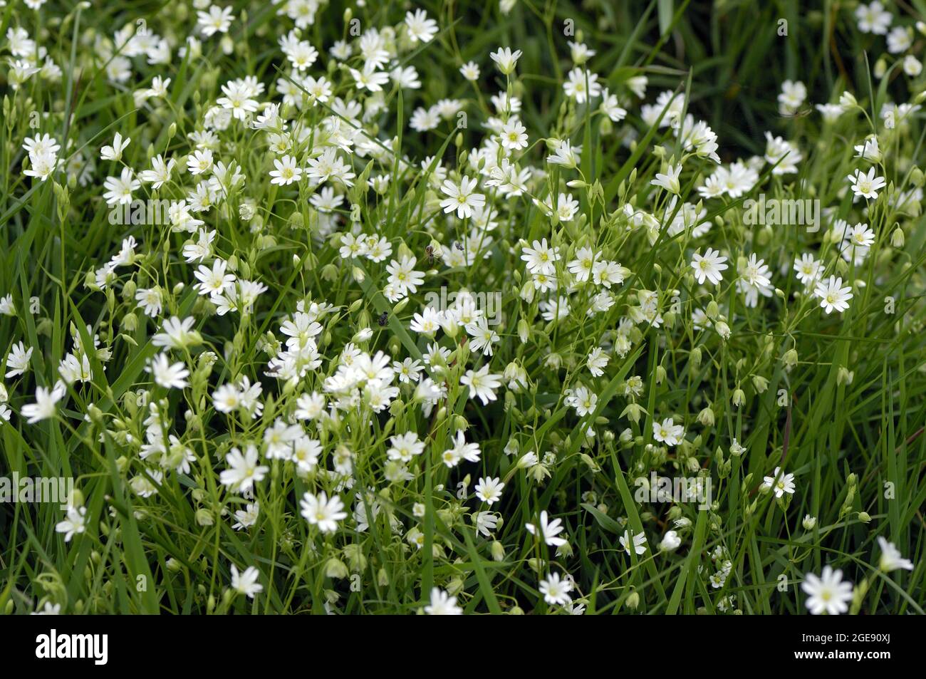 Greater stitchwort - Greater starwort - Addersmeat (Stellaria holostea - Stellaria palustris - Rabelera holostea) flowering at spring Belgium Stock Photo