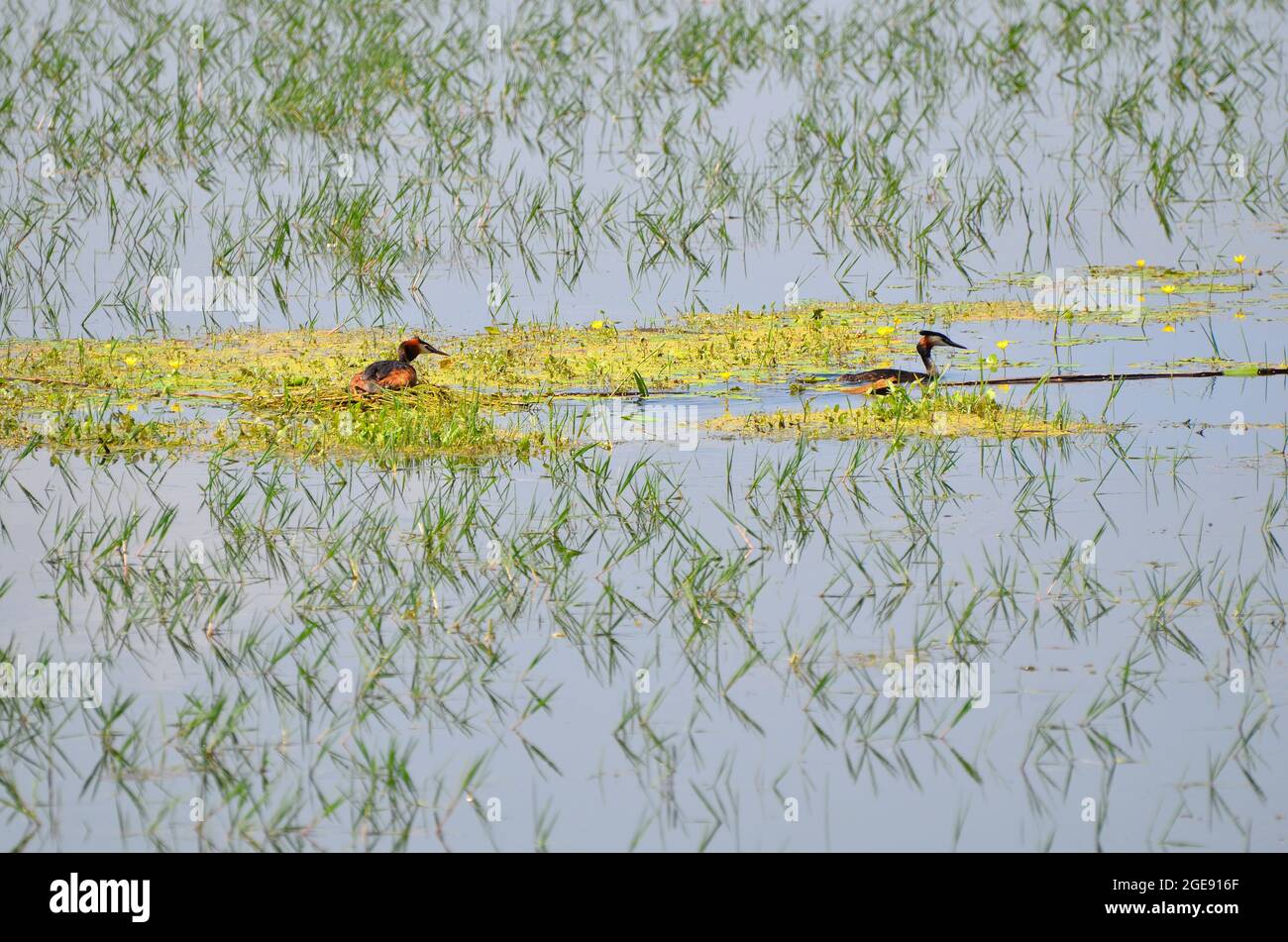 Greece, Landscape with waterbirds on Lake Kerkini in Central Macedonia Stock Photo