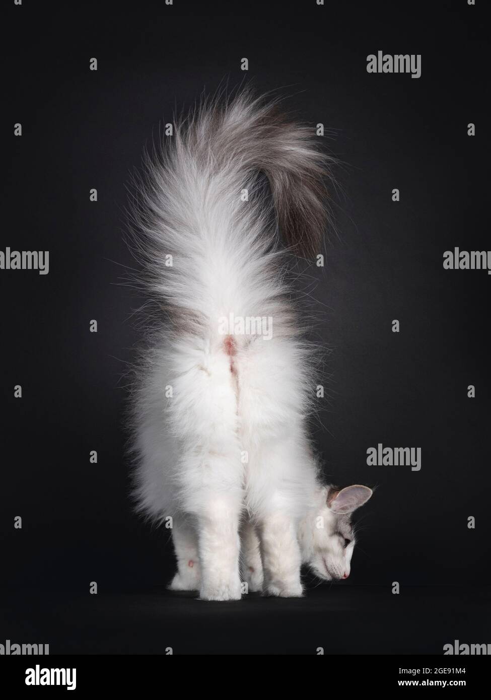Rear end of silver white Norwegian Forestcat kitten showing pink