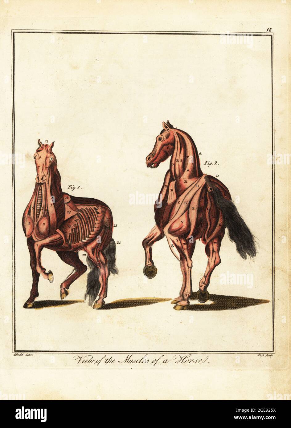 Musculature of a horse. View of the muscles of a horse. Par mastoideum, par trigeminum, par triangulare, windpipe, par longum, philtrum, cucullaris, deltoides, pectorals, serratus posticus, buttocks., etc. Handcoloured copperplate engraving by J. Pass after an illustration by Daniel Dodd from William Augustus Osbaldiston’s The British Sportsman, or Nobleman, Gentleman and Farmer’s Dictionary of Recreation and Amusement, J. Stead, London, 1792. Stock Photo
