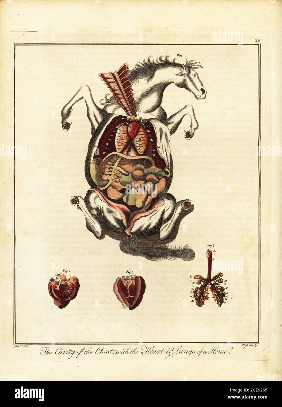 Anatomy of a horse. Chest cavity exposed 1, heart or vena cava 2, left ventricle 3, and lungs 4.. Handcoloured copperplate engraving by J. Pass after an illustration by Daniel Dodd from William Augustus Osbaldiston’s The British Sportsman, or Nobleman, Gentleman and Farmer’s Dictionary of Recreation and Amusement, J. Stead, London, 1792. Stock Photo