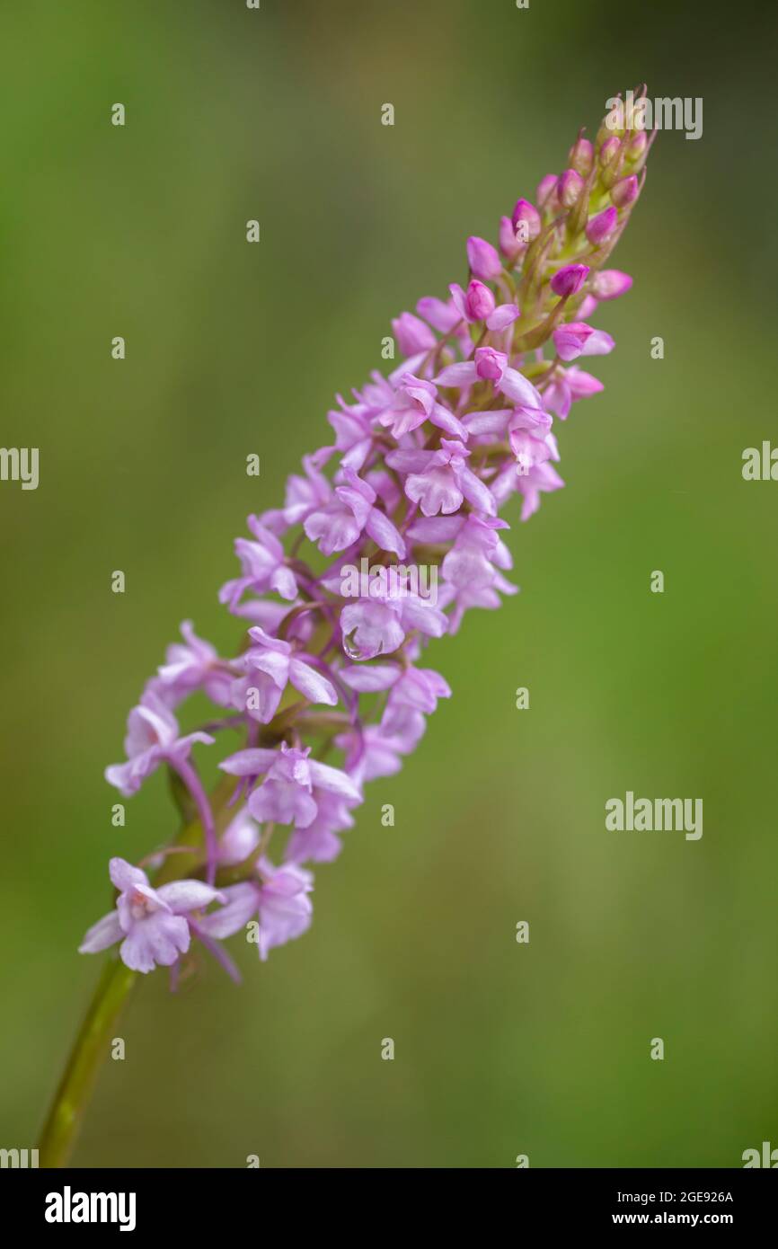 Light purple fragrant orchid (Gymnadenia conopsea) on a solid green background with space for text Stock Photo