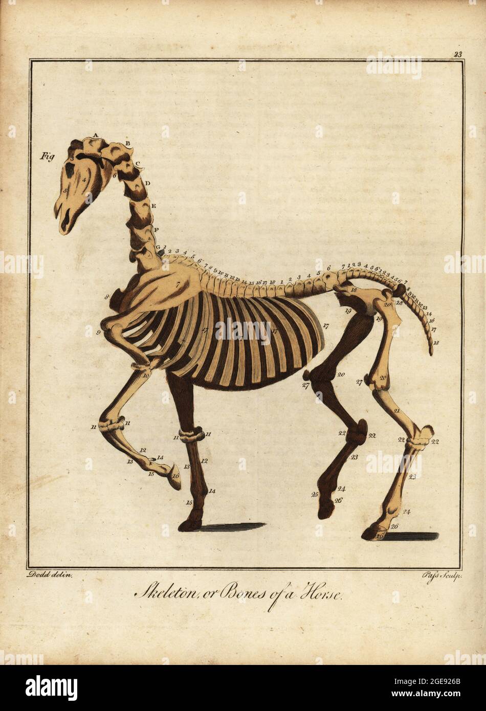 Skeleton or bones of a horse. Handcoloured copperplate engraving by J. Pass after an illustration by Daniel Dodd from William Augustus Osbaldiston’s The British Sportsman, or Nobleman, Gentleman and Farmer’s Dictionary of Recreation and Amusement, J. Stead, London, 1792. Stock Photo