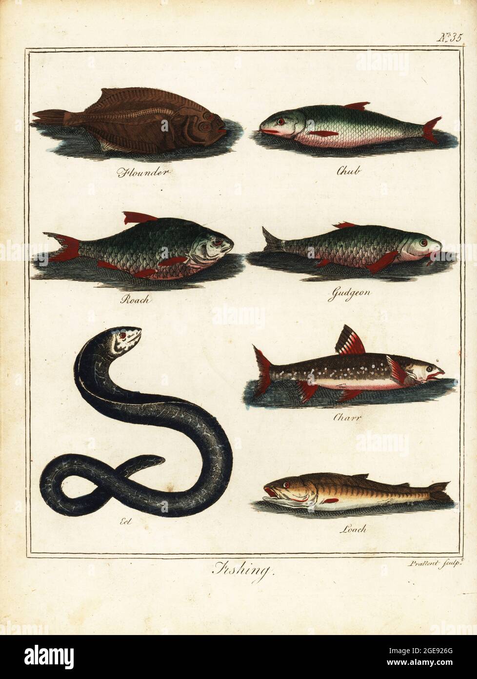 Fishing: flounder, chub, roach, gudgeon, charr, eel, and loach. Handcoloured copperplate engraving by Thomas Prattent from William Augustus Osbaldiston’s The British Sportsman, or Nobleman, Gentleman and Farmer’s Dictionary of Recreation and Amusement, J. Stead, London, 1792. Stock Photo