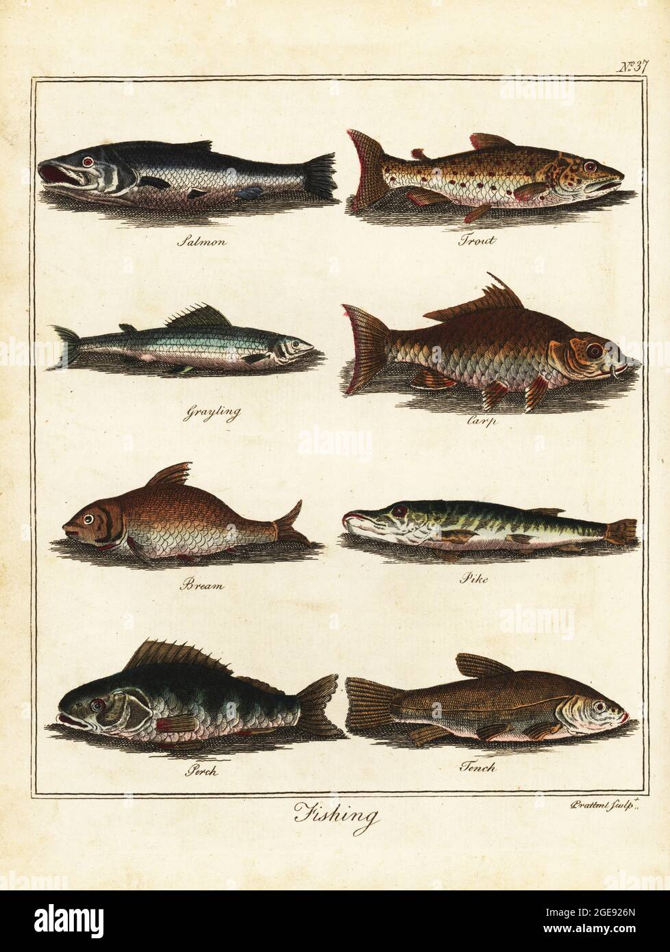 Fishing: salmon, trout, grayling, carp, bream, pike, perch, tench. Handcoloured copperplate engraving by Thomas Prattent from William Augustus Osbaldiston’s The British Sportsman, or Nobleman, Gentleman and Farmer’s Dictionary of Recreation and Amusement, J. Stead, London, 1792. Stock Photo