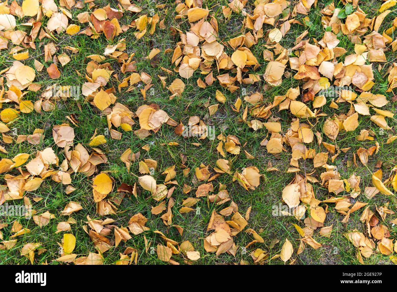 yellow fallen leaves on the green grass the onset of autumn. Background ...