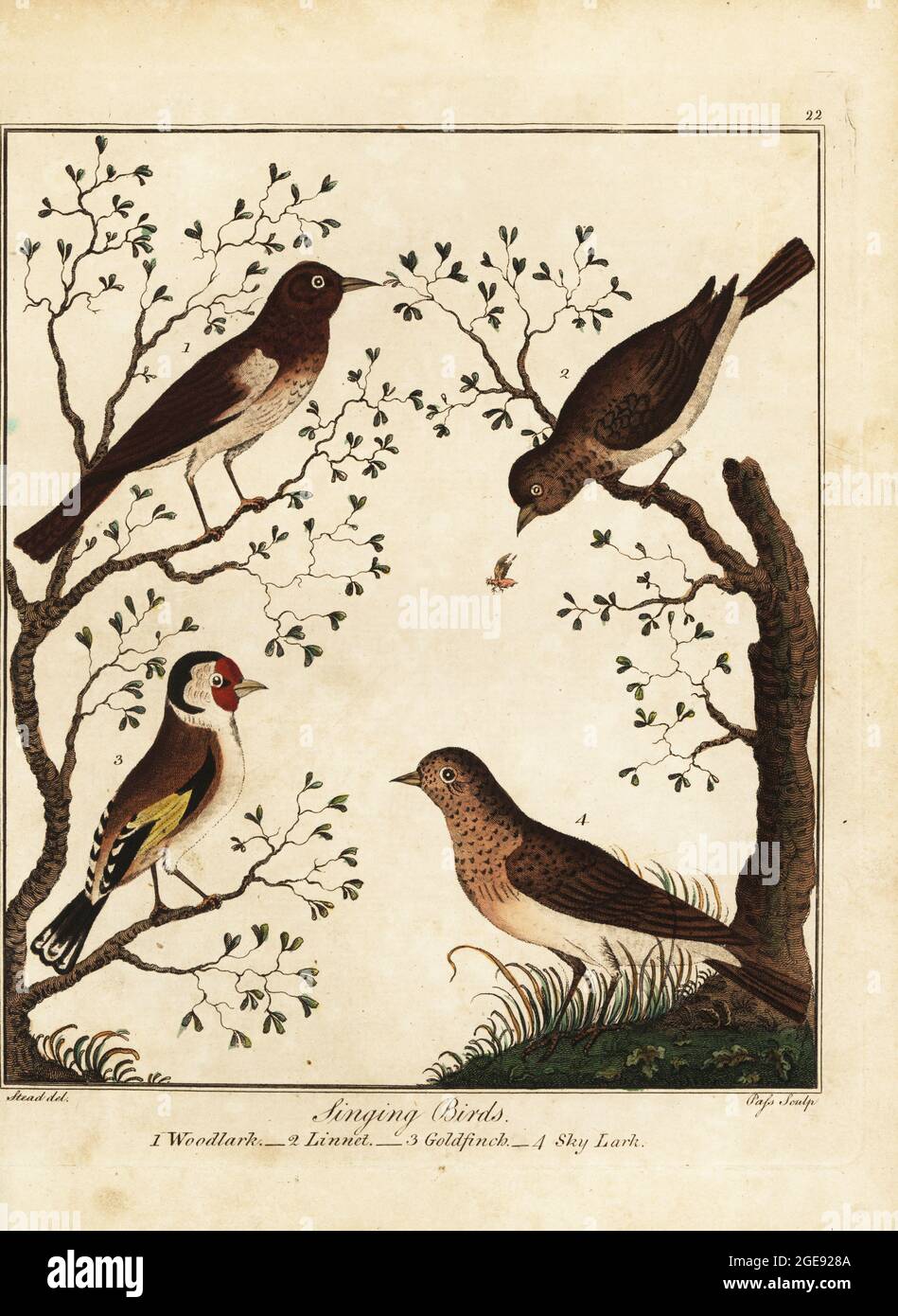 Songbirds: woodlark, Lullula arborea 1, linnet, Linaria cannabina 2, goldfinch, Carduelis carduelis 3, and sky lark, Alauda arvensis 4. Handcoloured copperplate engraving by J. Pass after an illustration by Daniel Dodd from William Augustus Osbaldiston’s The British Sportsman, or Nobleman, Gentleman and Farmer’s Dictionary of Recreation and Amusement, J. Stead, London, 1792. Stock Photo