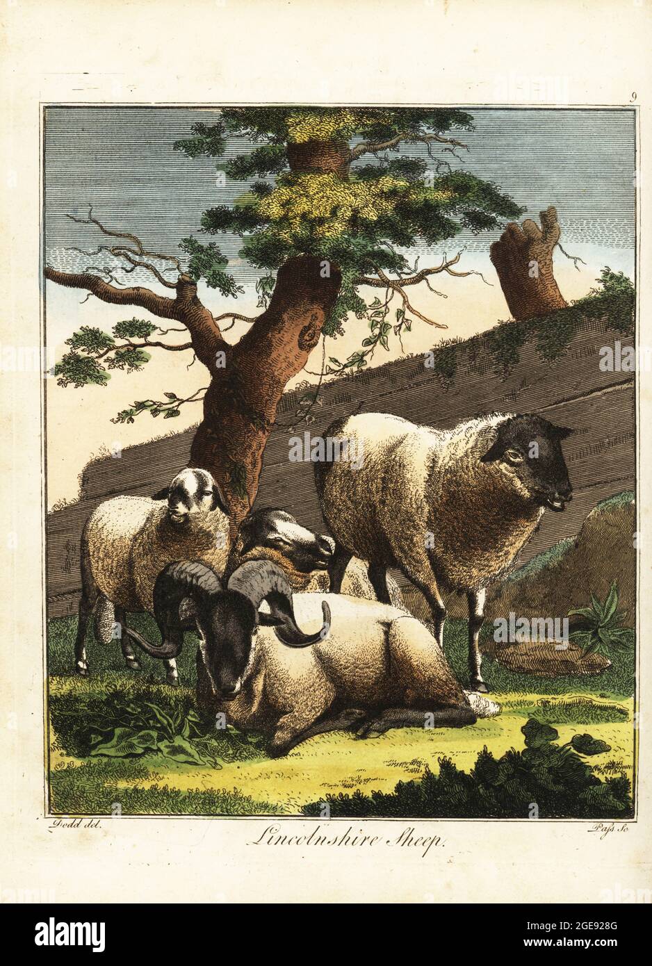 Ram, ewe and lambs of the Lincoln Longwool or Lincolnshire sheep breed. Handcoloured copperplate engraving by J. Pass after an illustration by Daniel Dodd from William Augustus Osbaldiston’s The British Sportsman, or Nobleman, Gentleman and Farmer’s Dictionary of Recreation and Amusement, J. Stead, London, 1792. Stock Photo