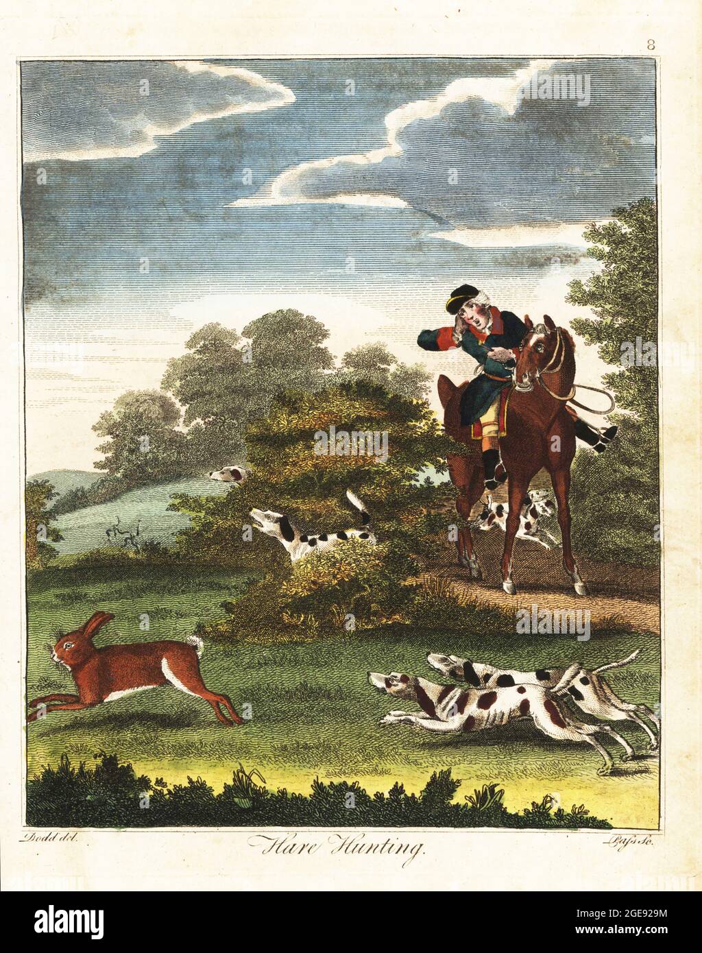 Hare hunting. Huntsman on horseback following a pack of beagles chasing