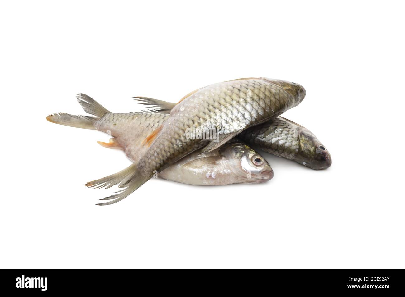 A pile of fresh silver barb fish on an isolated white background Stock Photo