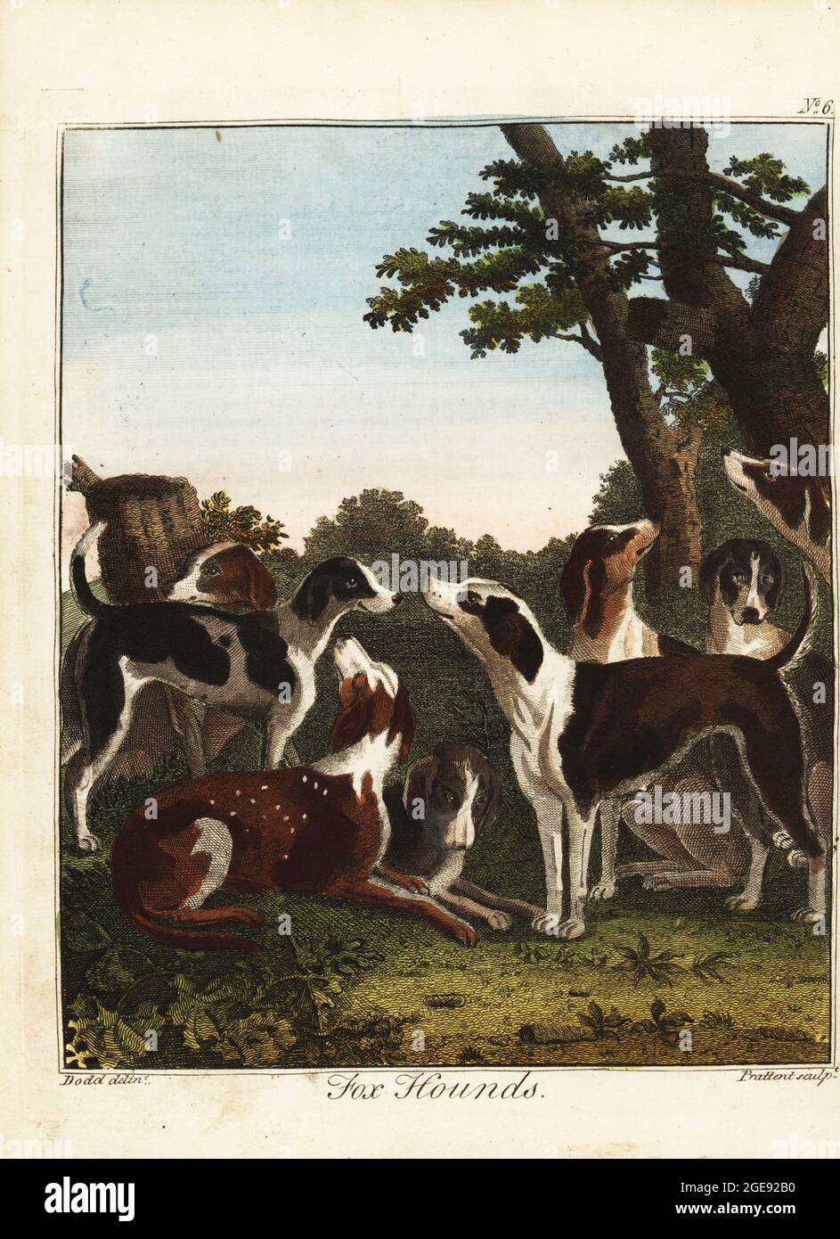 A pack of fox hounds before a hunt, 18th century. Handcoloured copperplate engraving by Thomas Prattent after an illustration by Daniel Dodd from William Augustus Osbaldiston’s The British Sportsman, or Nobleman, Gentleman and Farmer’s Dictionary of Recreation and Amusement, J. Stead, London, 1792. Stock Photo